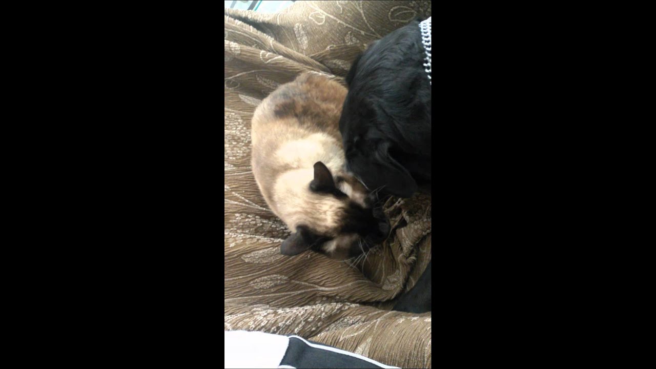 The jealous dog vs cat YouTube