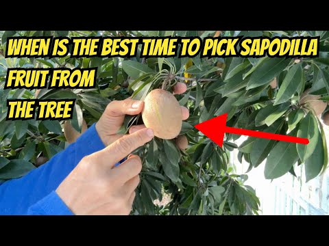 Sapodilla Trees: Varieties, How to Tell When They're Ripe, and Where to Get Them