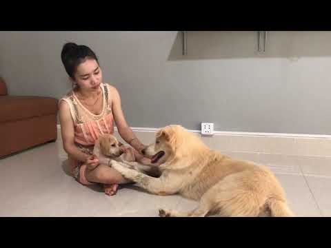 LOVELY SMART GIRL PLAYING BABY CUTE DOGS AT HOME