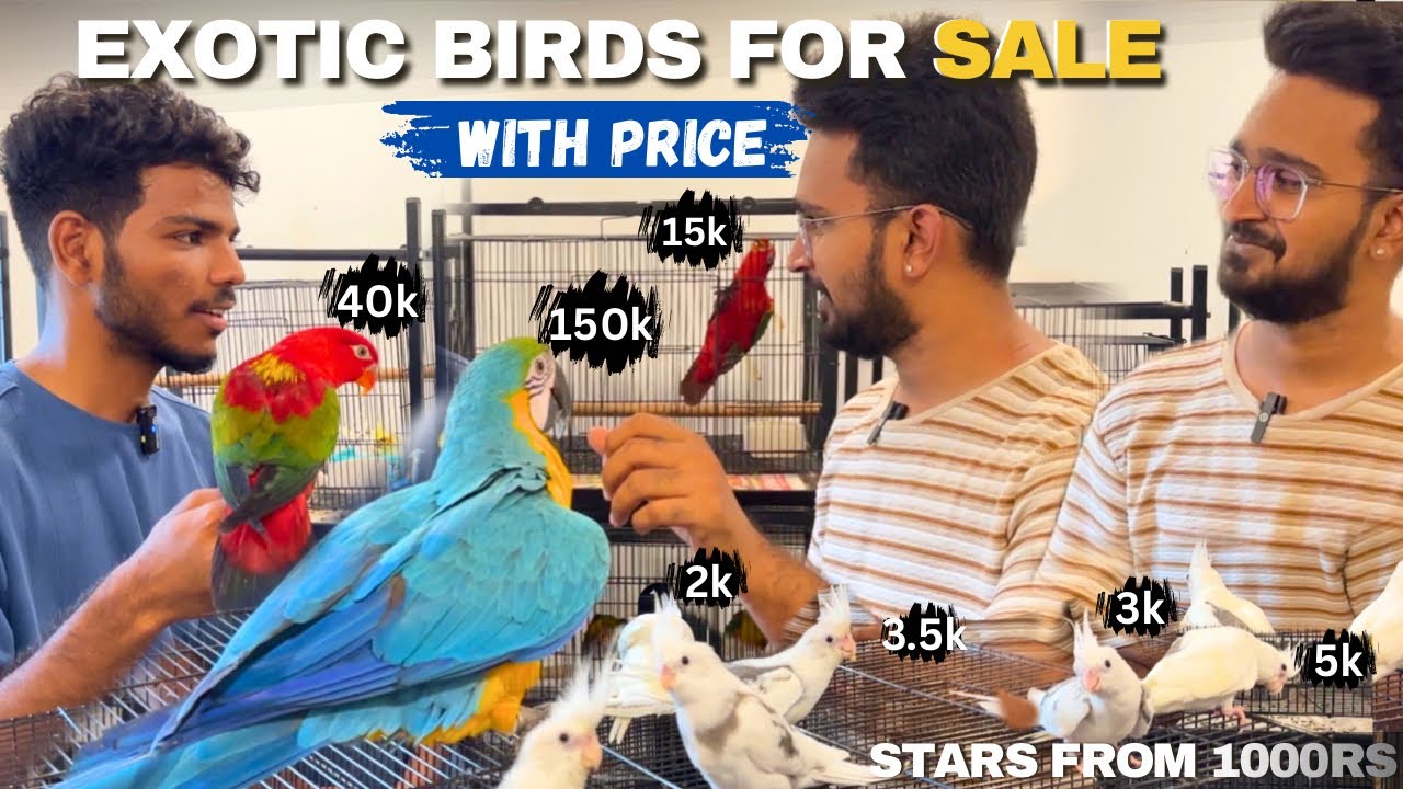 Exotic  Pet Shop Chennai 😱☠️ - Very Rare pets with price #birds #pets #birdsmarket #tamil #chennai