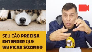 Seu Cão Precisa Entender que vai Ficar Sozinho. A Ansiedade por Separação.