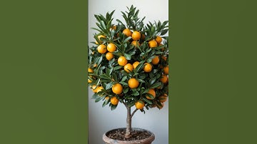 Citrus Propagation Hack You Must Try! 🍋 #shorts #garden