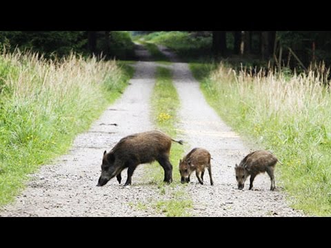 Video: Skaita pēc piegādes: kas tas ir? Skaidras naudas piegādes priekšrocības un trūkumi