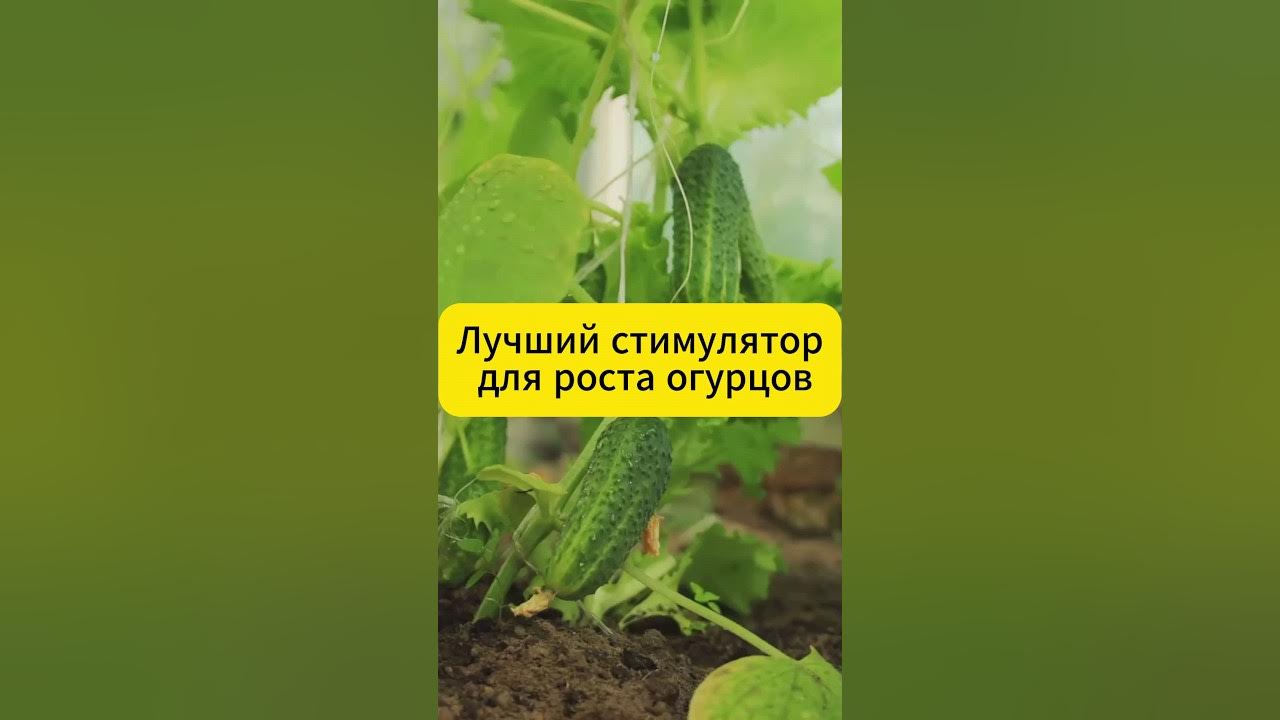 Лучший стимулятор для огурцов #дача #огород #огурцы #рецепты - YouTube