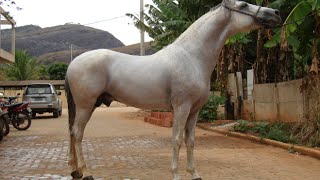 Mangalarga Marchador Labelle - Dom-Juan Ho