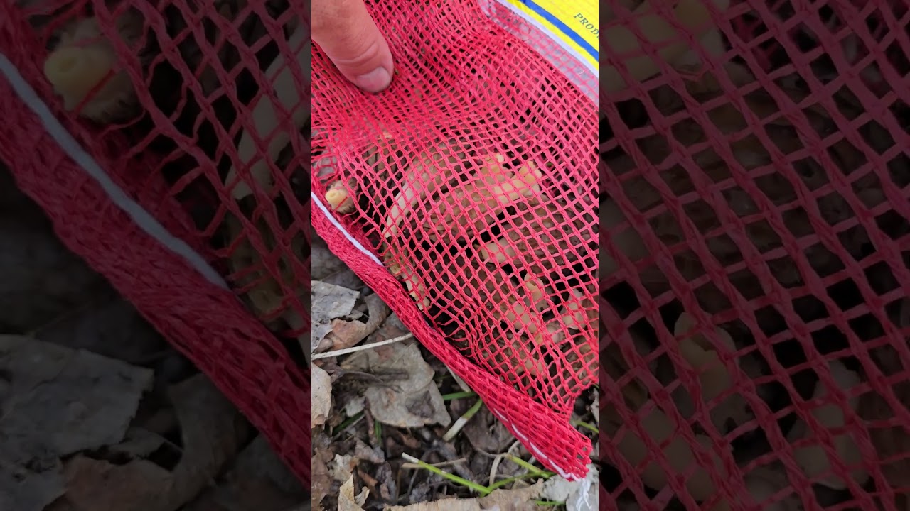 𝗠𝗢𝗥𝗘𝗟 𝗠𝗨𝗦𝗛𝗥𝗢𝗢𝗠𝗦! Nature's edible treats! 