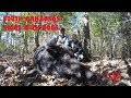 South Arkansas Hogs with Dogs