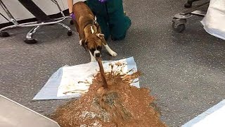СОБАКА НАБУХАЛАСЬ / рвота у пьяной собаки СОБАКА НАБУХАЛАСЬ / рвота у пьяной собаки