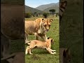 Africa jungle#africa #shortvideo #shorts 🐅🐕