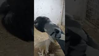 Daku kabutar King  #kabutar #viral #shortvideo #viralvideo #shorts