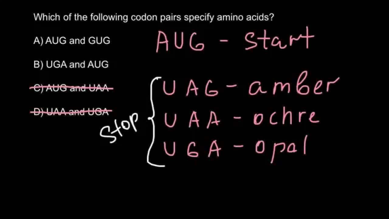 Which Of The Codons Specify Amino Acids Youtube
