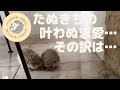 たぬきちの猛烈アタック　 でもお相手は…  #ハリネズミ #hedgehog #landakmini