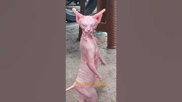 Thumbnail of kucing pink joget
