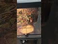 50-Gallon Front-Opening Reptile Terrarium | Real Setup