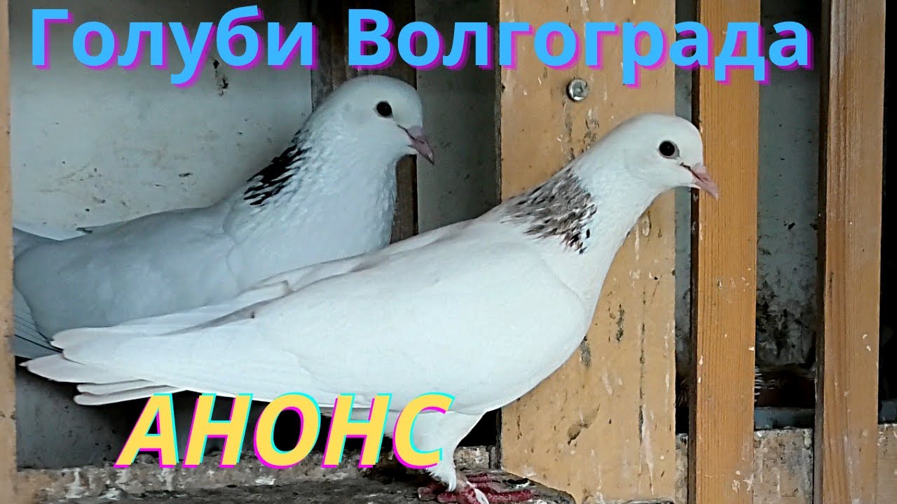 голуби волгограда. узбекские чубатые голуби. голуби волгограда и обл. почтовый голубь из за чего исчез. голуби волгограда.