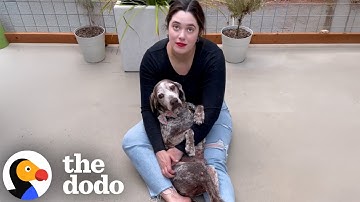 The Emotional First Year With A Senior Rescue Dog | The Dodo