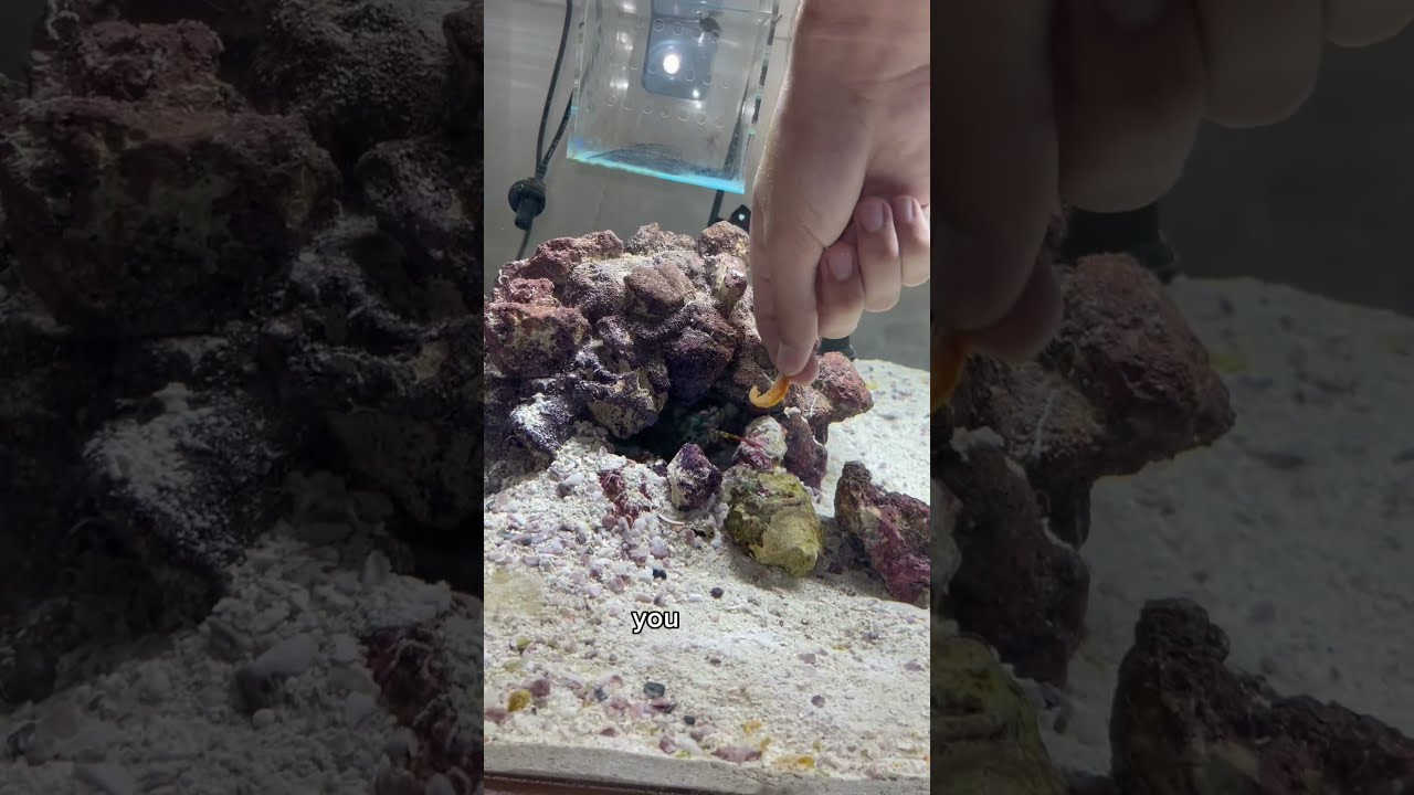 My MANTIS SHRIMP PUNCHED ME Hand Feed FAIL 