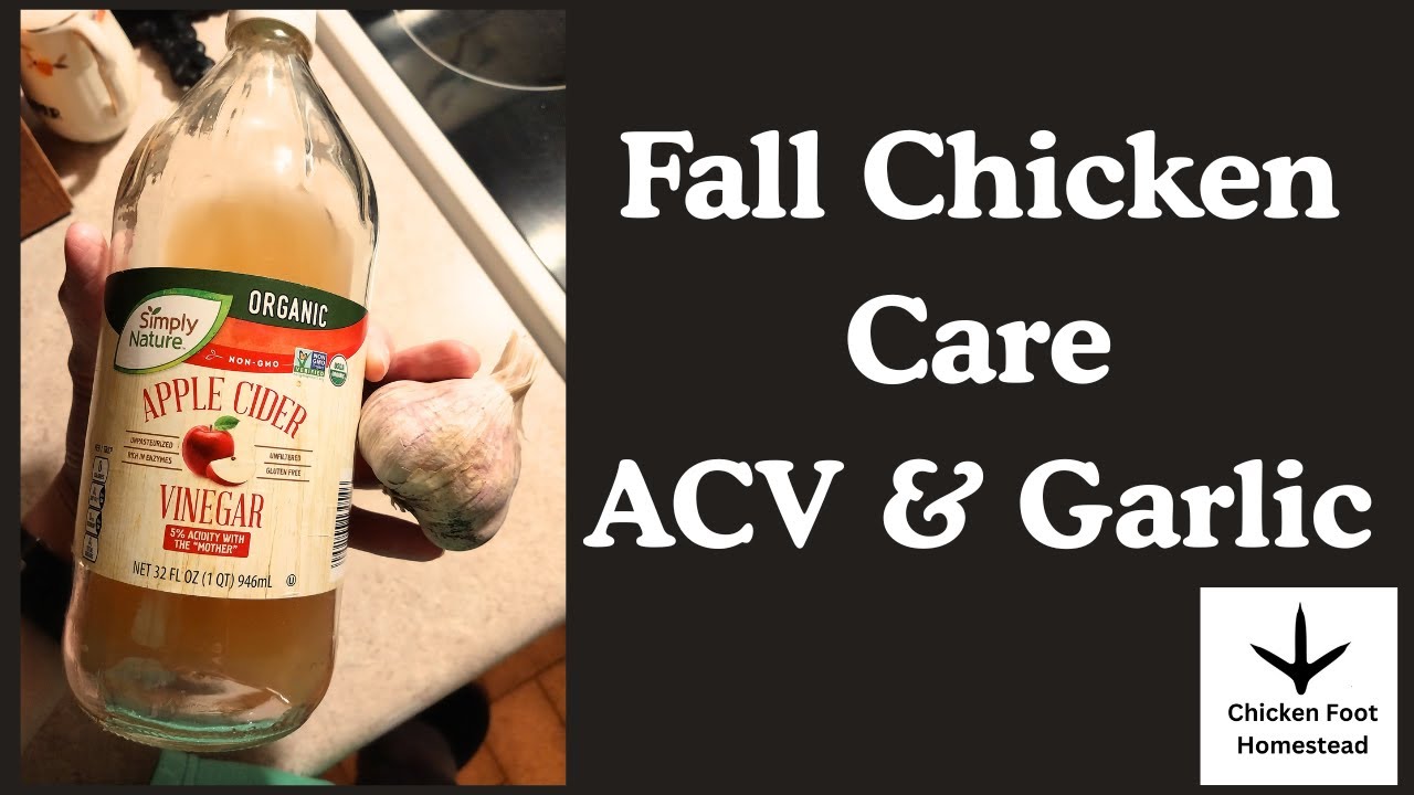 Fall Chicken Care - ACV & Garlic Water - YouTube