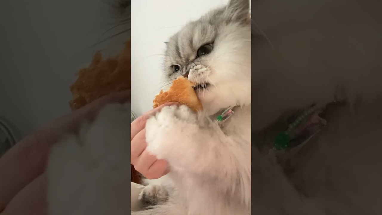 Cats are curious about the food they first see.