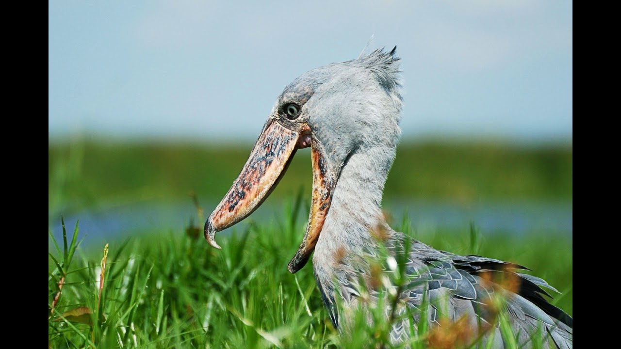 shoebill facts shoebill facts