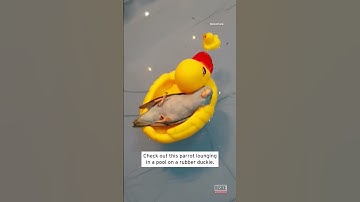 Parrot Chills Out in Rubber Ducky Float #shorts