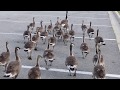 Peeping Canada Goose Creche (An Army of 30+ Goslings) (06-13-2015)