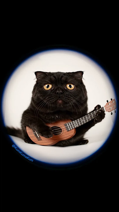 But tonight you belong to me 😻 #cat #cute #guitar #fyp