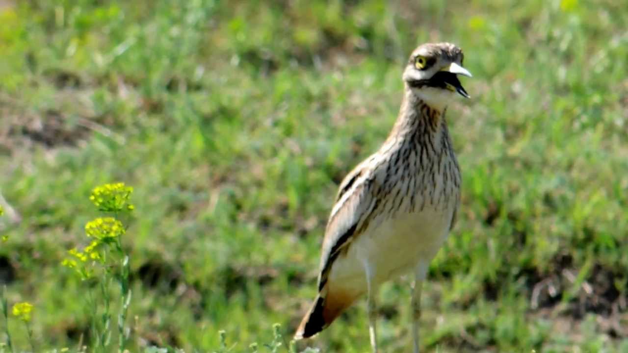 Male Stone Curlew (Burhinus oedicnemus), Dobrogea, spring 2012 