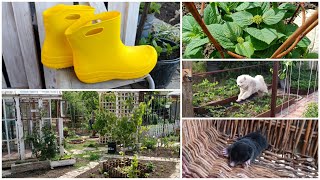 видео: Будни огородницы №4. Крот в доме!!Собака в огороде!! Борьба с пыреем. Домик, арка, розы и др. картинка: Будни огородницы №4. Крот в доме!!Собака в огороде!! Борьба с пыреем. Домик, арка, розы и др.