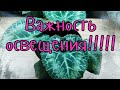 Цикламен (Cyclamen) Важность хорошего освещения. Наглядный пример!