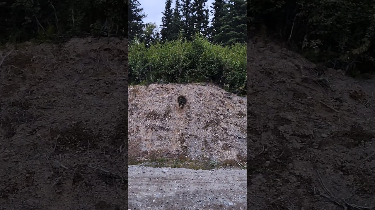 porcupine on the run! #alaska #wildlife #nature #good #neighbors #porcupine #shorts