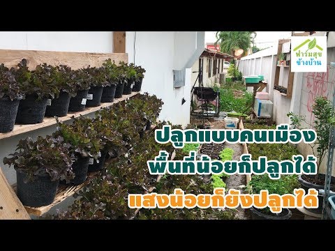 พื้นที่น้อยก็ปลูกผักได้ ถ้าเข้าใจผัก / ฟาร์มสุขข้างบ้าน
