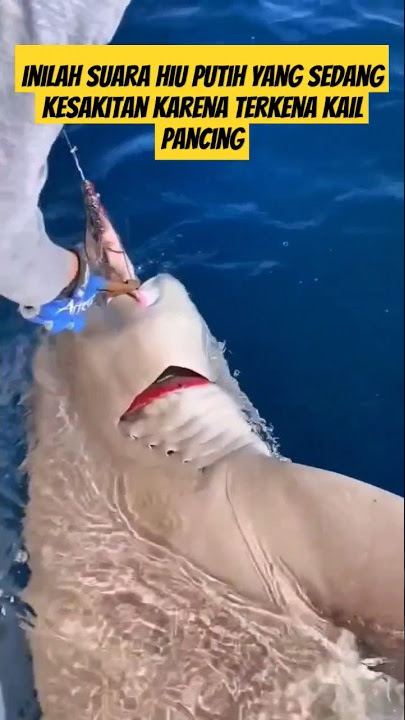 Suara Hiu Putih Tertangkap di Kail Pancing: Kesakitan yang Terdengar! #shorts