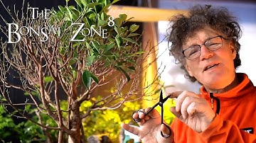 Quality Bonsai and My Ficus, Part 2, The Bonsai Zone, Jan 2021