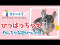 【1分チンチラ】やんちゃな遊びっぷり！ハンモック上でのチンチラの姿とは？！【1分で癒しを　】KAWAI バナナdeたこ足の遊び方