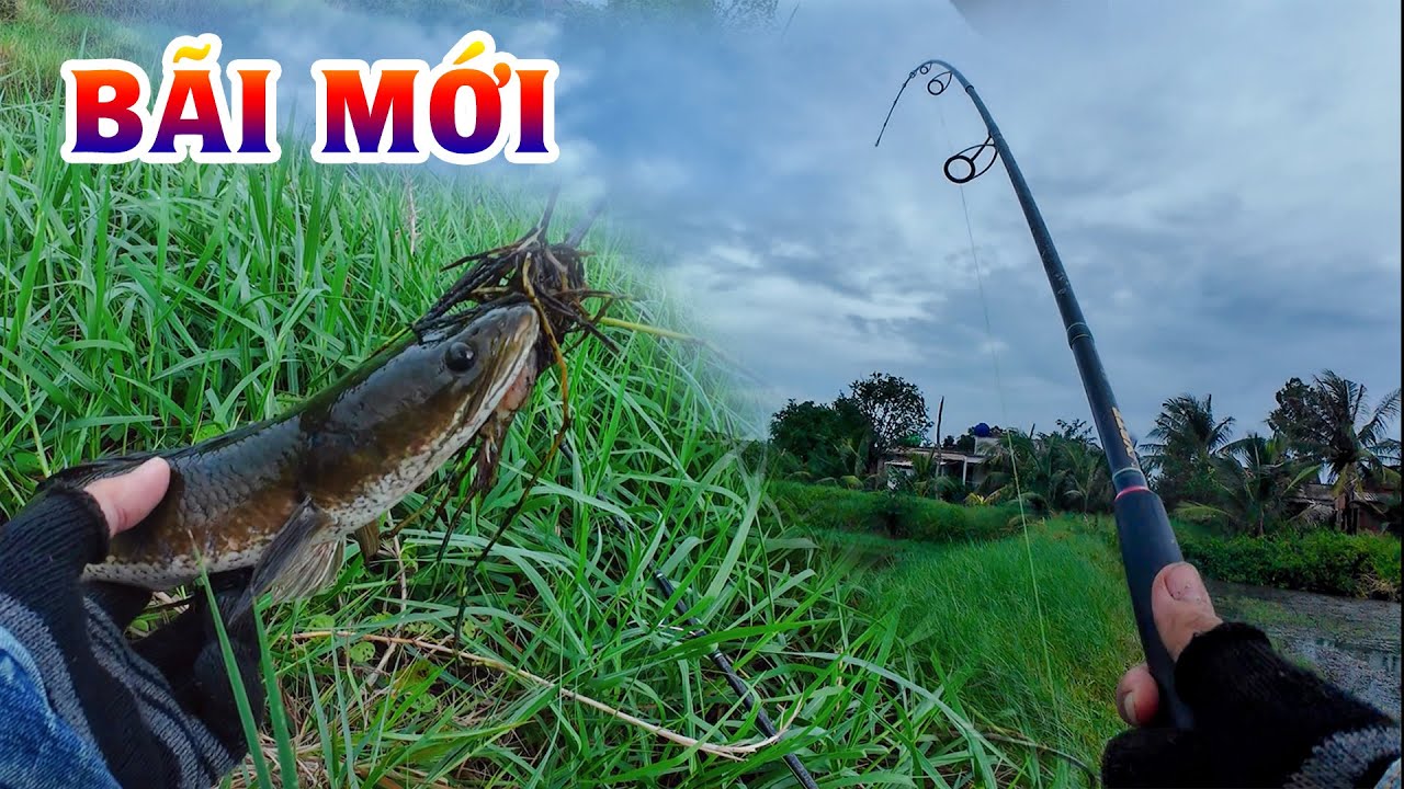 Trúng bãi câu mới cá ăn thấy mê | THÚ VUI MIỀN TÂY