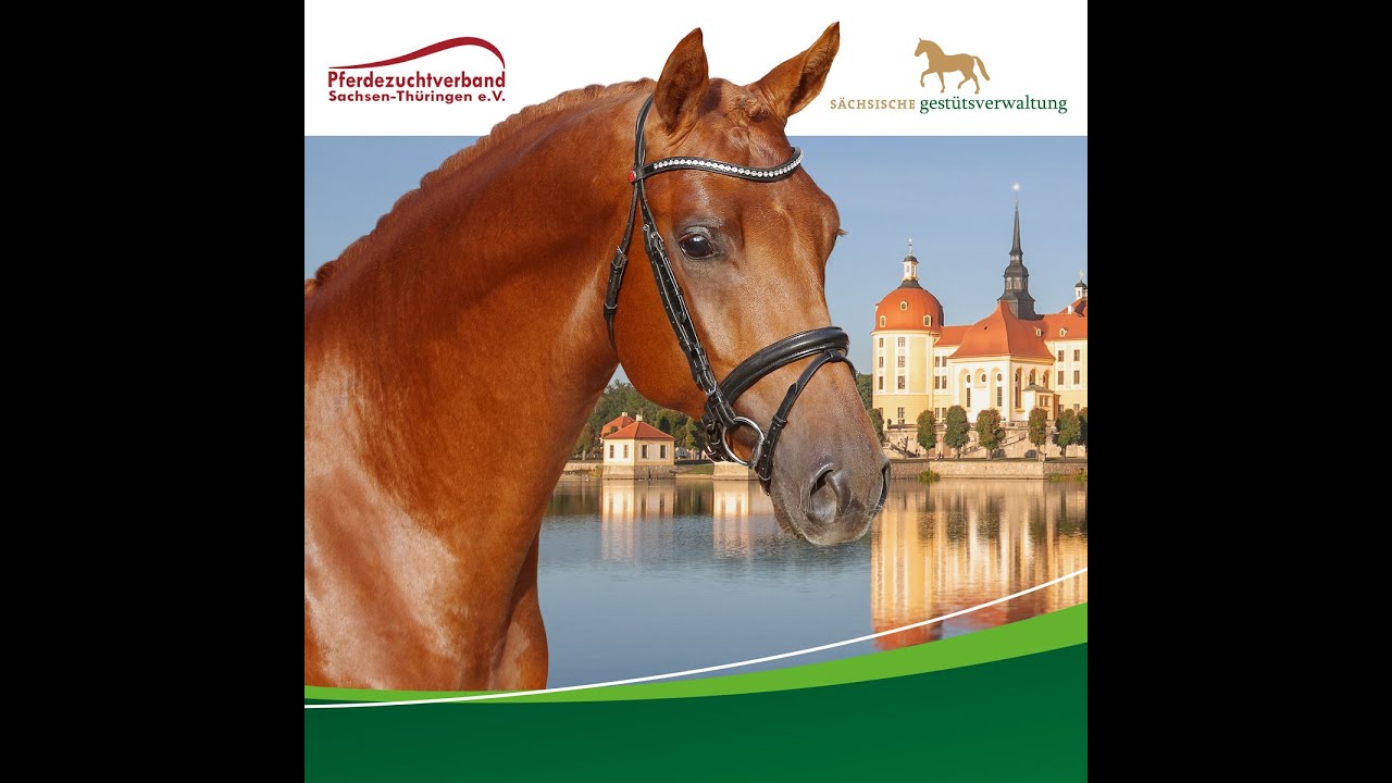 Verkaufspferdekollektion 2020