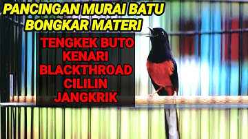 Pancingan murai batu BONGKAR ISIAN tengkek buto,kenari,blackthroad,cililin,cocok untuk MASTERAN