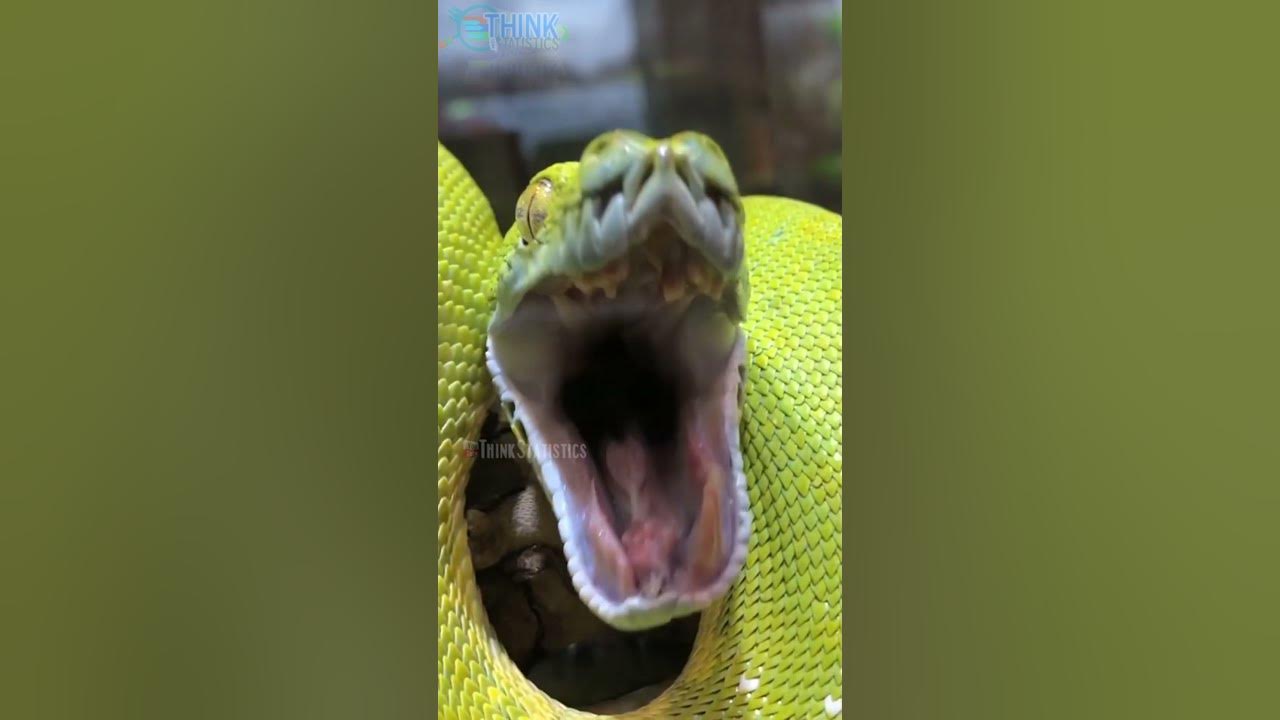 Why do snakes yawn so much youtube