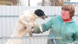 Наталья Федорова бросила работу в полиции и построила приют для собак Наталья Федорова бросила работу в полиции и построила приют для собак
