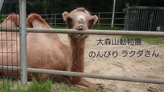 ラクダ を 探せ 答え ラクダを探せの答えは ラクダ を 探せ 答え ラクダを探せの答えは