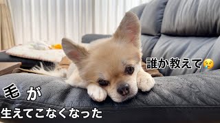 毛が生えてこなくなりました…サマーカットの悩み😢