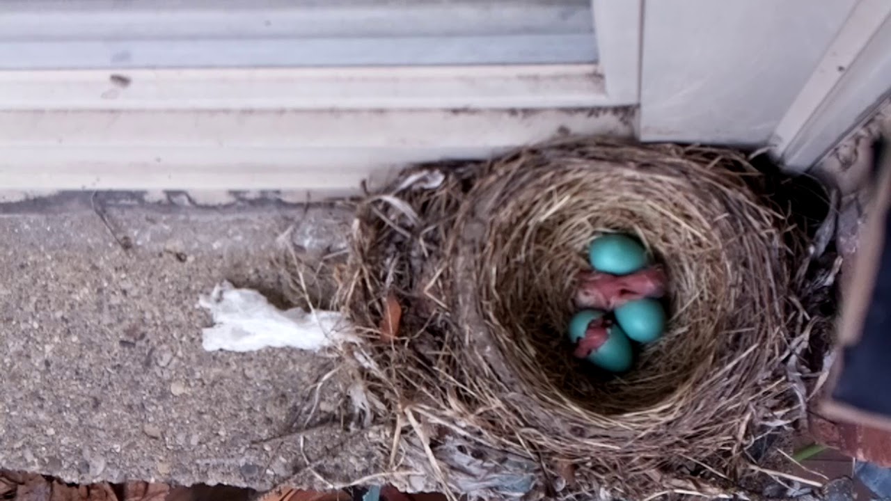 Robin Egg 2 Hatched! YouTube
