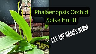 Phalaenopsis Orchid Spike `Hunting´, Let the games begin! screenshot 5