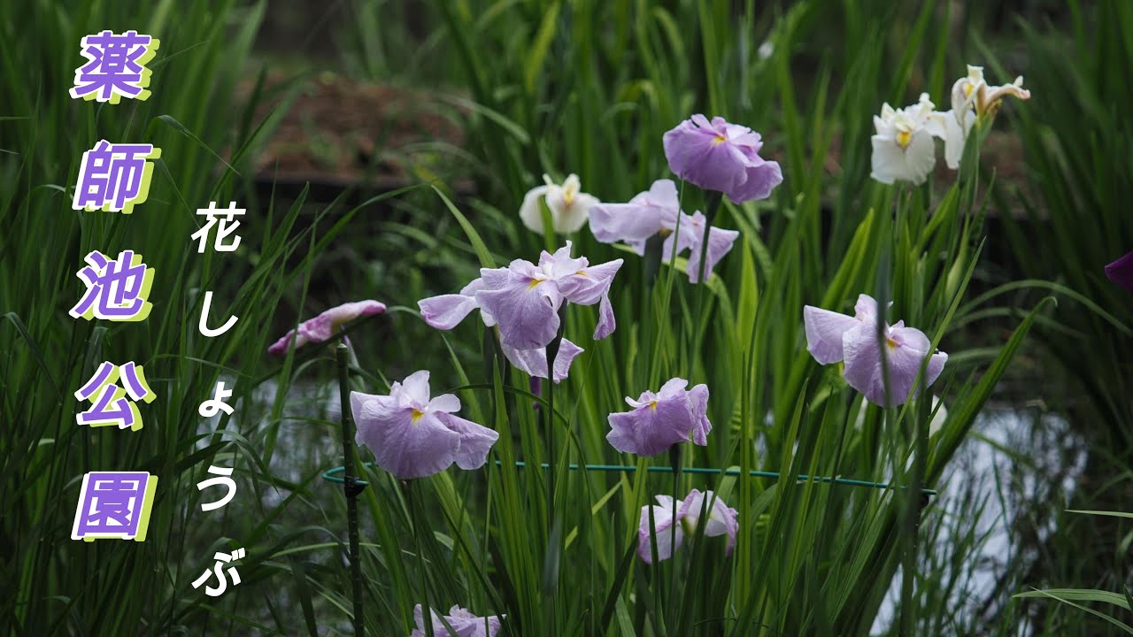 薬師池公園 　【4K】【見頃直前】花しょうぶ アジサイ　大賀ハス　#flowers