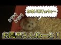 ハムスター飼育記 ⑥お風呂に入れた