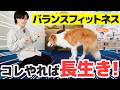 【知らないと後悔】散歩だけでは犬の足腰は守れません|老後に歩けなくなる前にやるべき犬のバランスフィットネス