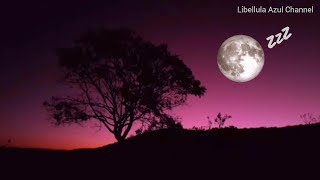 Som da Noite na Roça|Barulho Da Roça|Canto do Arutau e Mãe da Lua | Natureza #roça #somdanatureza screenshot 5