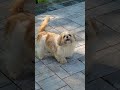 #shihtzupuppy #love #lifeisbutadream