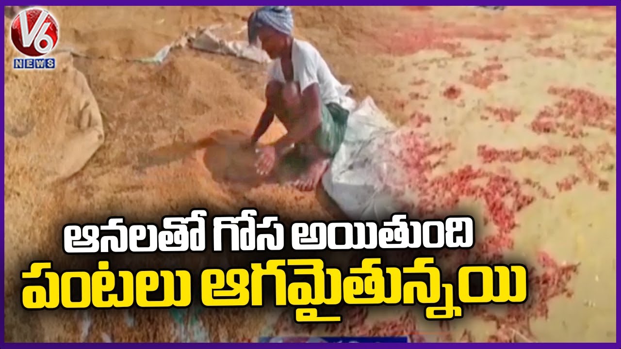 Heavy Crop Loss To Farmers Due To Heavy Rains With Winds | Jayashankar ...